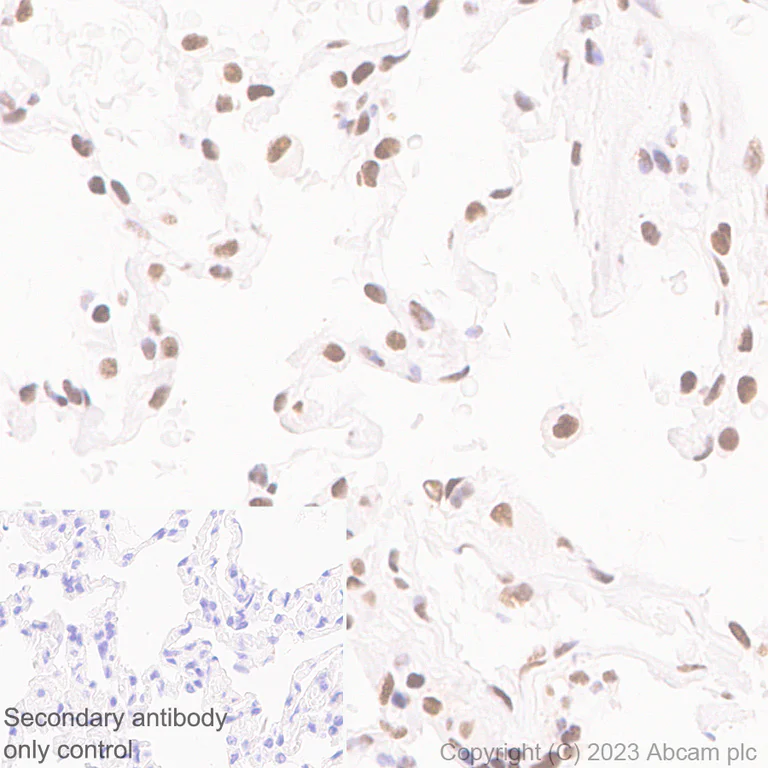 Immunohistochemistry (Formalin/PFA-fixed paraffin-embedded sections) - Anti-GATAD2B antibody [EPR27329-3] - BSA and Azide free (AB308632)