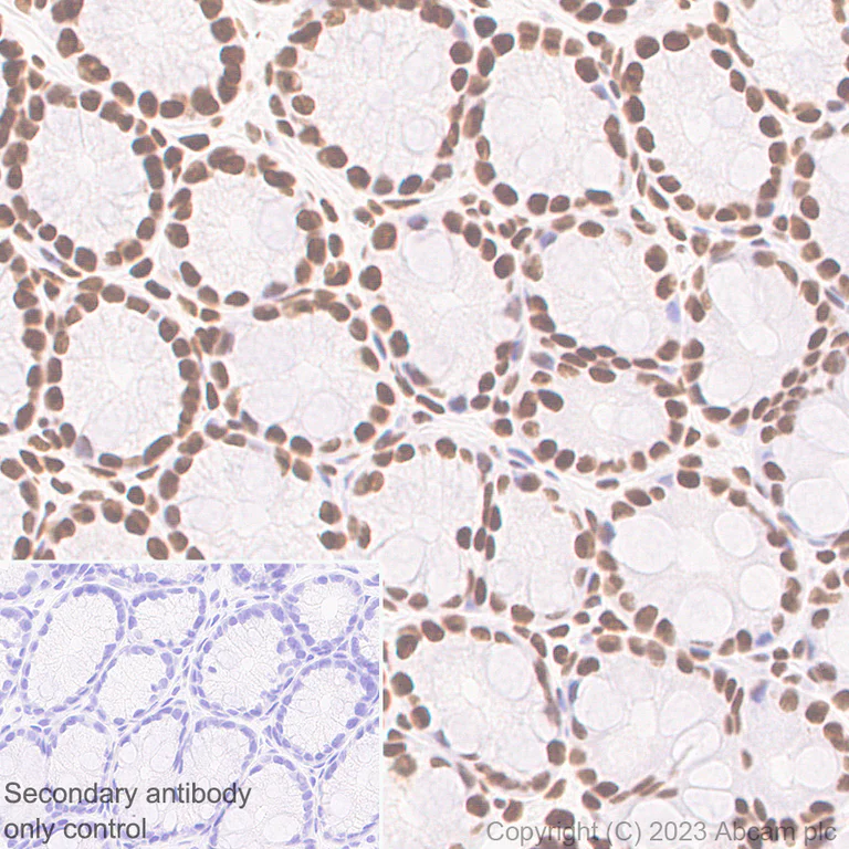 Immunohistochemistry (Formalin/PFA-fixed paraffin-embedded sections) - Anti-GATAD2B antibody [EPR27329-3] - BSA and Azide free (AB308632)