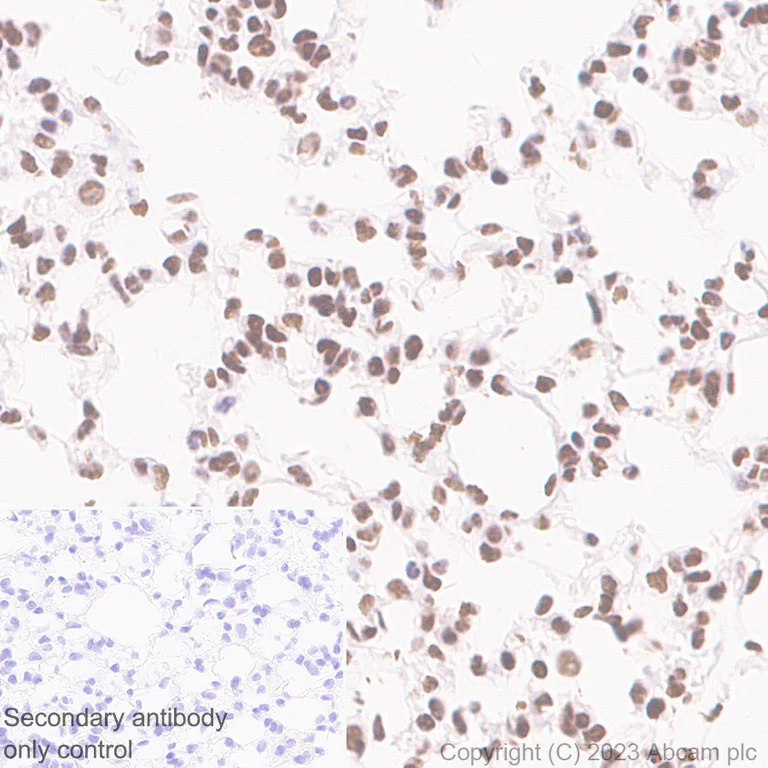 Immunohistochemistry (Formalin/PFA-fixed paraffin-embedded sections) - Anti-GATAD2B antibody [EPR27329-3] - BSA and Azide free (AB308632)