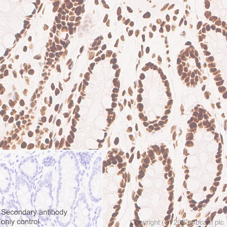 Immunohistochemistry (Formalin/PFA-fixed paraffin-embedded sections) - Anti-GATAD2B antibody [EPR27329-3] - BSA and Azide free (AB308632)