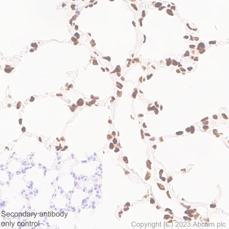 Immunohistochemistry (Formalin/PFA-fixed paraffin-embedded sections) - Anti-GATAD2B antibody [EPR27329-3] - BSA and Azide free (AB308632)