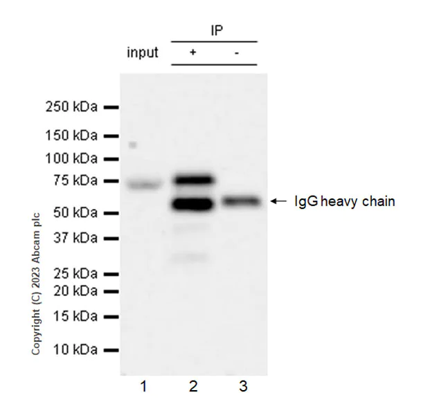 Immunoprecipitation - Anti-GATAD2B antibody [EPR27329-3] - BSA and Azide free (AB308632)