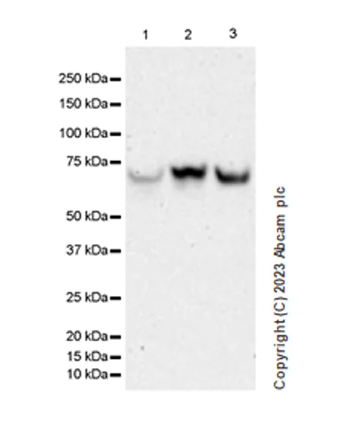 Western blot - Anti-GATAD2B antibody [EPR27329-3] - BSA and Azide free (AB308632)