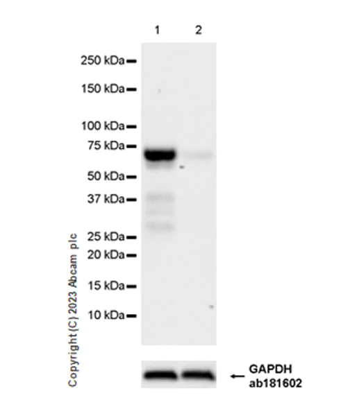 Western blot - Anti-GATAD2B antibody [EPR27329-3] - BSA and Azide free (AB308632)