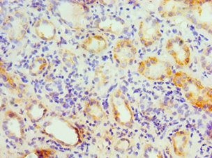 Immunohistochemistry (Formalin/PFA-fixed paraffin-embedded sections) - Anti-GATM antibody (AB238605)