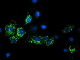 Immunocytochemistry/ Immunofluorescence - Anti-GATM antibody [OTI1C9] (AB119269)