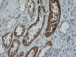 Immunohistochemistry (Formalin/PFA-fixed paraffin-embedded sections) - Anti-GATM antibody [OTI1C9] (AB119269)
