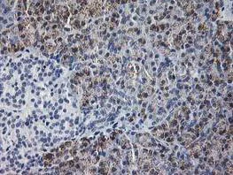 Immunohistochemistry (Formalin/PFA-fixed paraffin-embedded sections) - Anti-GATM antibody [OTI1C9] (AB119269)