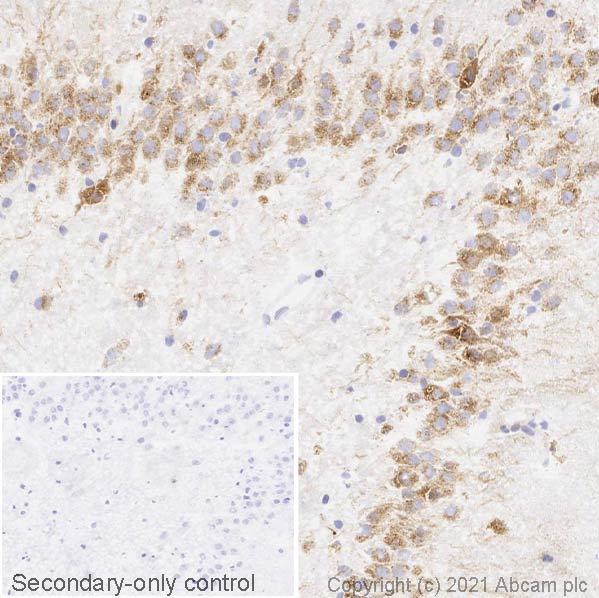Immunohistochemistry (Frozen sections) - Anti-GBA antibody [EPR5142] (AB125065), expandable thumbnail