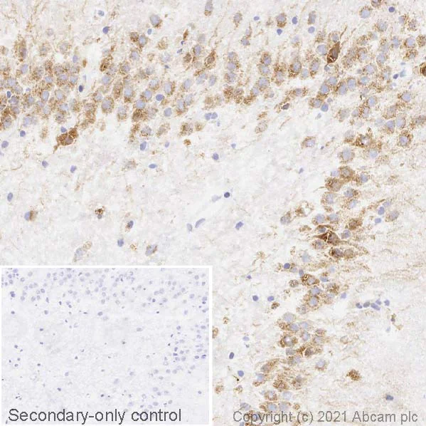Immunohistochemistry (Frozen sections) - Anti-GBA antibody [EPR5142] (AB125065)