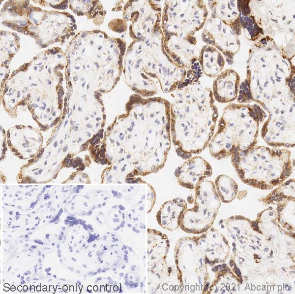 Immunohistochemistry (Frozen sections) - Anti-GBA antibody [EPR5142] (AB125065), expandable thumbnail