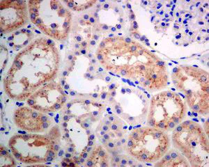 Immunohistochemistry (Formalin/PFA-fixed paraffin-embedded sections) - Anti-GBA antibody [EPR5143(3)] (AB128879)