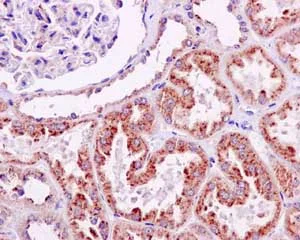 Immunohistochemistry (Formalin/PFA-fixed paraffin-embedded sections) - Anti-GBA antibody [EPR5143(3)] - BSA and Azide free (AB215260)