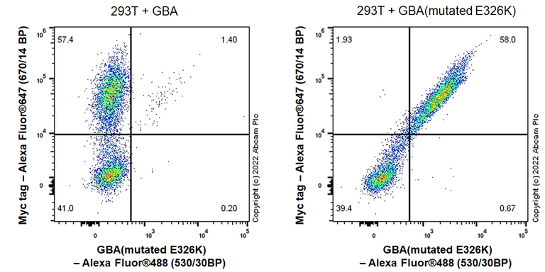 Flow Cytometry (Intracellular) - Anti-GBA (mutated E326K) antibody [EPR24900-273] (AB302607)