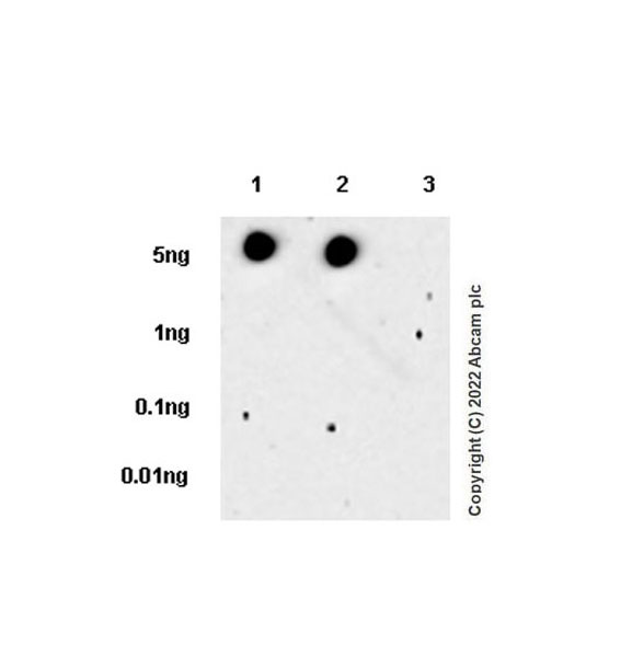 Dot Blot - Anti-GBA (mutated E326K) antibody [EPR24900-273] (BSA and Azide free) (AB302608), expandable thumbnail