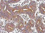 Immunohistochemistry (Formalin/PFA-fixed paraffin-embedded sections) - Anti-GBAS antibody (AB153833)