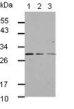 Western blot - Anti-GBAS antibody (AB153833)