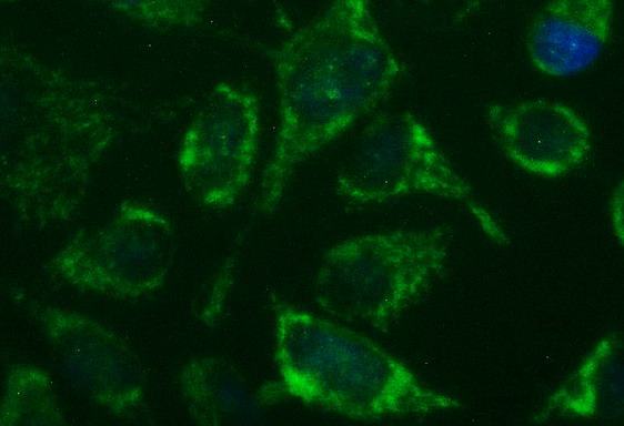 Immunocytochemistry/ Immunofluorescence - Anti-GBAS antibody [OTI1B8] (AB139357), expandable thumbnail