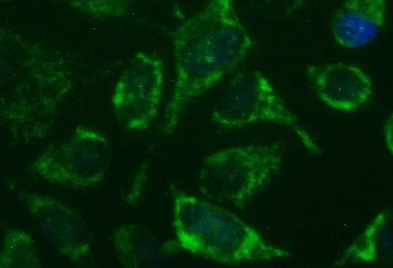 Immunocytochemistry/ Immunofluorescence - Anti-GBAS antibody [OTI1B8] (AB139357)