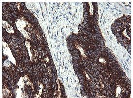 Immunohistochemistry (Formalin/PFA-fixed paraffin-embedded sections) - Anti-GBAS antibody [OTI1B8] (AB139357), expandable thumbnail