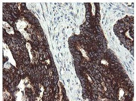 Immunohistochemistry (Formalin/PFA-fixed paraffin-embedded sections) - Anti-GBAS antibody [OTI1B8] (AB139357)