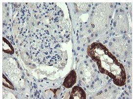 Immunohistochemistry (Formalin/PFA-fixed paraffin-embedded sections) - Anti-GBAS antibody [OTI1B8] (ab139357), expandable thumbnail