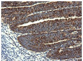 Immunohistochemistry (Formalin/PFA-fixed paraffin-embedded sections) - Anti-GBAS antibody [OTI1B8] (ab139357), expandable thumbnail