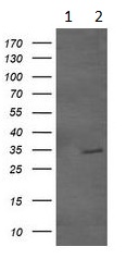 Western blot - Anti-GBAS antibody [OTI1B8] (AB139357), expandable thumbnail