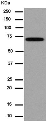 Western blot - Anti-GBE1 antibody [EP11113] (AB180596)