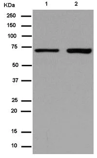 Western blot - Anti-GBE1 antibody [EP11113] - BSA and Azide free (AB284830)