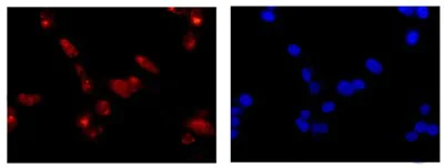 Immunocytochemistry/ Immunofluorescence - Anti-Gbeta5 antibody [EPR14778] - BSA and Azide free (AB250806)