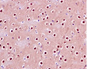 Immunohistochemistry (Formalin/PFA-fixed paraffin-embedded sections) - Anti-Gbeta5 antibody [EPR14778] - BSA and Azide free (AB250806)