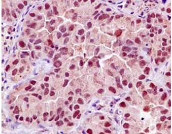 Immunohistochemistry (Formalin/PFA-fixed paraffin-embedded sections) - Anti-Gbeta5 antibody [EPR14778] - BSA and Azide free (AB250806)