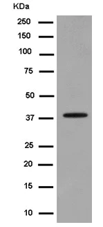 Western blot - Anti-Gbeta5 antibody [EPR14778] - BSA and Azide free (AB250806)
