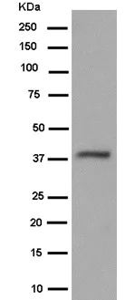 Western blot - Anti-Gbeta5 antibody [EPR14778] - BSA and Azide free (AB250806)