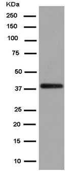 Western blot - Anti-Gbeta5 antibody [EPR14778] - BSA and Azide free (AB250806)