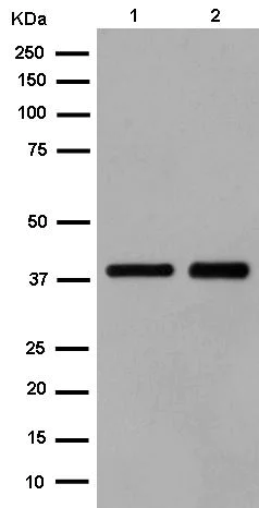 Western blot - Anti-Gbeta5 antibody [EPR14779(B)] - BSA and Azide free (AB250813)