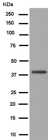 Western blot - Anti-Gbeta5 antibody [EPR14779(B)] - BSA and Azide free (AB250813)