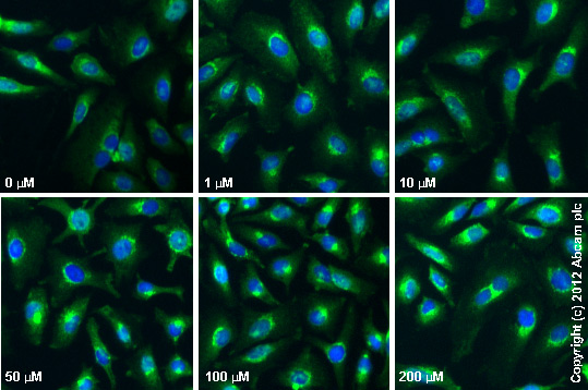 Anti-GBF1 antibody