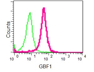 Flow Cytometry (Intracellular) - Anti-GBF1 antibody [EPR14889] - BSA and Azide free (AB250988)