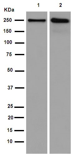 Western blot - Anti-GBF1 antibody [EPR14889] - BSA and Azide free (AB250988)