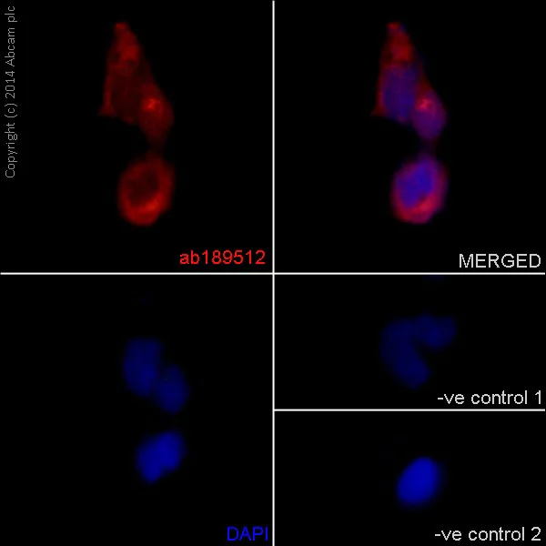 Immunocytochemistry/ Immunofluorescence - Anti-GBF1 antibody [EPR14889] - C-terminal (AB189512)