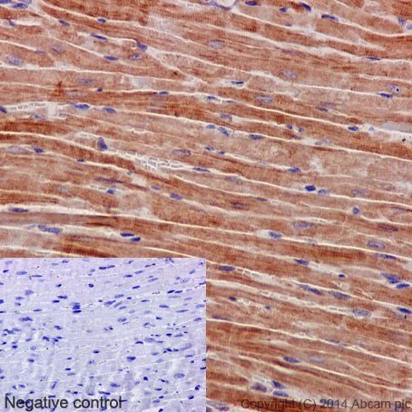 Immunohistochemistry (Formalin/PFA-fixed paraffin-embedded sections) - Anti-GBF1 antibody [EPR14889] - C-terminal (AB189512)