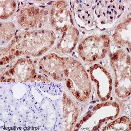 Immunohistochemistry (Formalin/PFA-fixed paraffin-embedded sections) - Anti-GBF1 antibody [EPR14889] - C-terminal (AB189512)