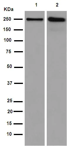 Western blot - Anti-GBF1 antibody [EPR14889] - C-terminal (AB189512)