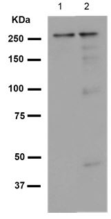 Western blot - Anti-GBF1 antibody [EPR14889] - C-terminal (AB189512), expandable thumbnail