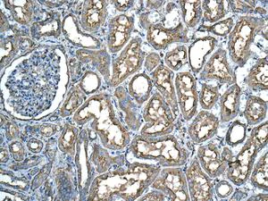 Immunohistochemistry (Formalin/PFA-fixed paraffin-embedded sections) - Anti-GBGT1 antibody [EPR10467] (AB154837)