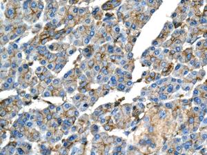 Immunohistochemistry (Formalin/PFA-fixed paraffin-embedded sections) - Anti-GBGT1 antibody [EPR10467] - BSA and Azide free (AB249141), expandable thumbnail