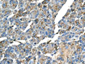 Immunohistochemistry (Formalin/PFA-fixed paraffin-embedded sections) - Anti-GBGT1 antibody [EPR10467] - BSA and Azide free (AB249141)