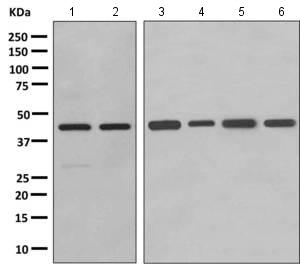 Western blot - Anti-GBGT1 antibody [EPR10467] - BSA and Azide free (AB249141), expandable thumbnail